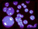 TeknoBubbles UV Ultraviolet Blacklight Glowing Bubble Fluid, 1 Gallon, Blue